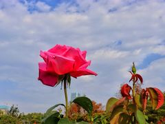 -人民公园(罗湖区)