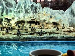 -帝企鹅自助餐厅•儿童岛•真企鹅(长隆企鹅酒店)