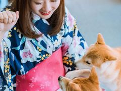 -柴源莊·柴小宠柴犬咖啡