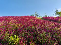 -碧海银沙海鲜餐厅(恒大海上威尼斯店)