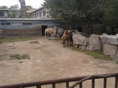 景点-北京动物园