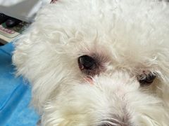 -宠福鑫动物医院(城北分院)