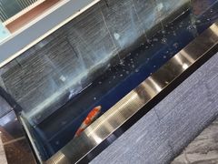 -洞庭家宴·头牌甲鱼(广渠门店)
