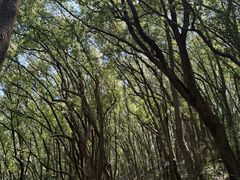 -苏州上方山国家森林公园