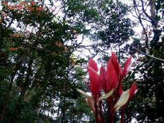 android_upload_pic-广州市石门国家森林公园