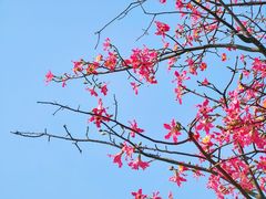-顺峰山公园