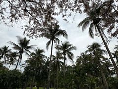 -中国科学院西双版纳热带植物园
