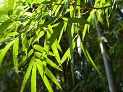 -深圳仙湖植物园
