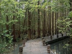 -桤木河湿地公园