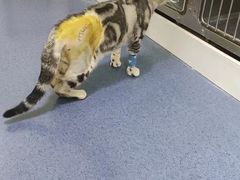 -瑞鹏宠物医院·爱宠堂(环西分院)