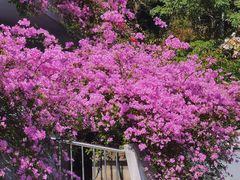 -深圳仙湖植物园