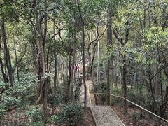 -上海佘山国家森林公园天马山园