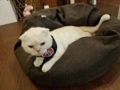 -猫爷宠物生活馆·撸猫馆