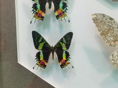 -上海昆虫博物馆