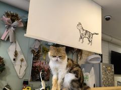 -平行世界·猫咖(首经贸店)