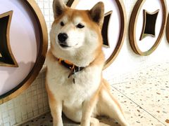 -柴务处·柴犬主题狗咖