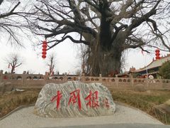 -大槐树寻根祭祖园