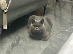 -萌兽医馆·宠物医院·猫骨科(创景店)