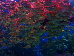 -芜湖新华联大白鲸海洋公园