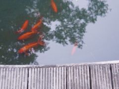 -金鸡山公园