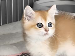 -翊宠yipet猫狗购宠庄园犬舍•猫舍