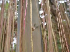 android_upload_pic-广西壮族自治区药用植物园