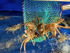 -阳澄湖大闸蟹·琼灵阁牌品牌连锁(吴中总店)