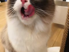 -猫域·湾主题猫咖·宠物吧(南坪城市广场店)