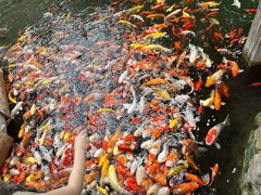 -南宫五洲植物乐园