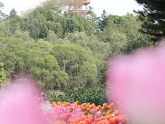 -深圳仙湖植物园