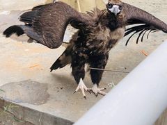 -西霞口神雕山野生动物世界