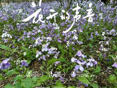 -翠湖国家城市湿地公园