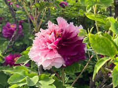 -洛阳市隋唐城遗址植物园