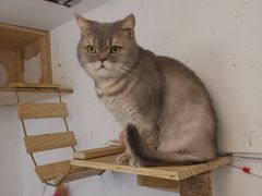 -柴源莊·柴小宠柴犬咖啡