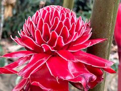 -中国科学院西双版纳热带植物园