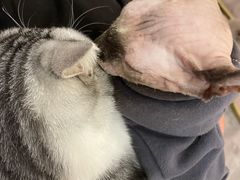 -BABIT巴比特宠物(MOMOPARK店)