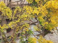 -星海音乐学院(沙河校区)