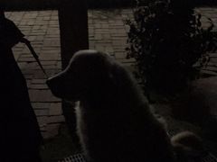 -宠物寄养训练学校