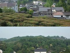 -龙井村