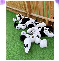 -萌宠亲子动物乐园(槐房万达店)