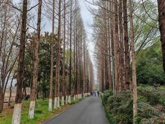 -昆山城市生态森林公园