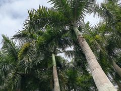 -深圳仙湖植物园