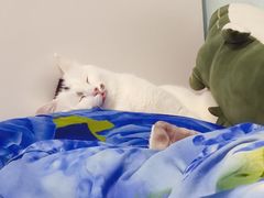 -美联众合动物医院·24h京西诊疗中心
