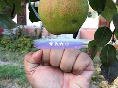 -马白开来特色羊排揪片子  (总店)