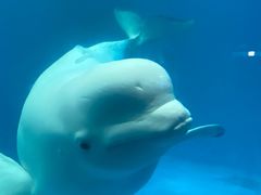 -海合安成都极地海洋公园