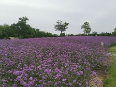 -同里国家湿地公园