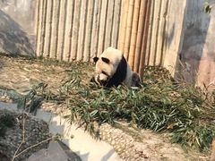 -成都大熊猫繁育研究基地