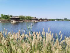 -杭州湾海上花田景区