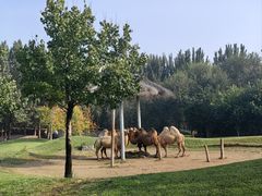 -北京野生动物园