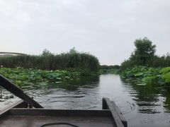 -荷塘月色湿地公园·向阳花洲